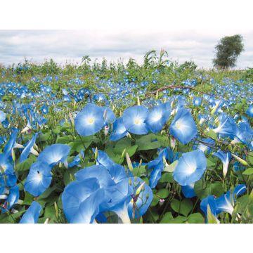SIEMEN PÄIVÄNSINI HEAVENLY BLUE HR1