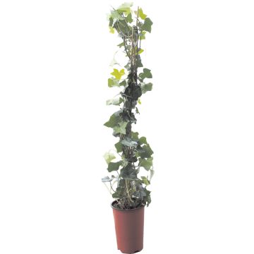 MURATTI KÖYNNÖS RK 13CM