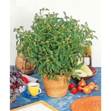 SIEMEN SITRUUNABASILIKA HR3