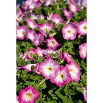 SIEMEN TARHAPETUNIA MIRAGE ROSE MORN HR4