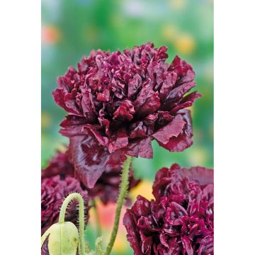 SIEMEN PIONIUNIKKO BLACK PAEONY HR4