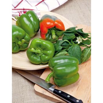 SIEMEN PAPRIKA CALIFORNIA WONDER HR3