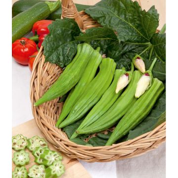 SIEMEN OKRA CLEMSONS SPINELESS HR3