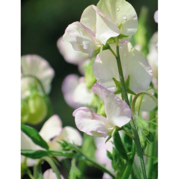 SIEMEN TUOKSUHERNE HIGH SCENT HR5