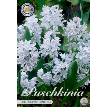 KUKKASIPULI PUSCHKINIA POSLIINIHYASINTTI SCILLOIDES VAR. L