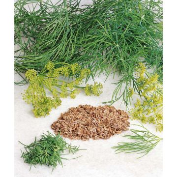 SIEMEN PENSASTILLI FERNLEAF HR3
