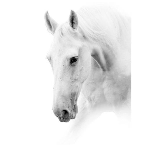 ART LINK JULISTE WHITE HORSE 40X50