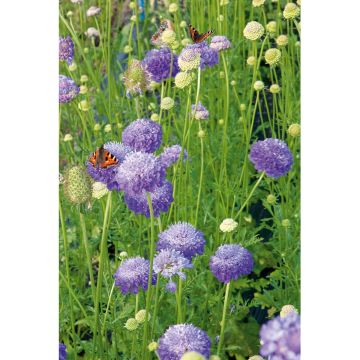 SIEMEN KOREATÖRMÄKUKKA LAVENDERBLUE HR3