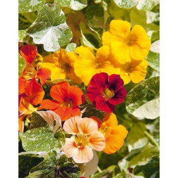 SIEMEN PENSASKÖYNNÖSKRASSI ALASKA HR3