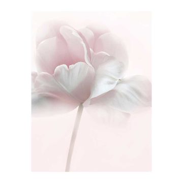 ART LINK JULISTE PINK TULIP 30X40