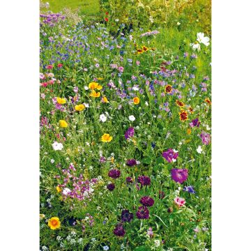 SIEMEN KESÄKUKKASEOS HR2