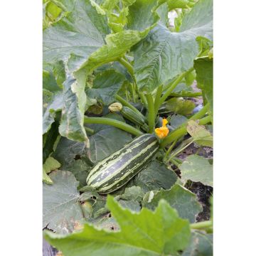 SIEMEN KESÄKURPITSA BUSH BABY F1 HR6