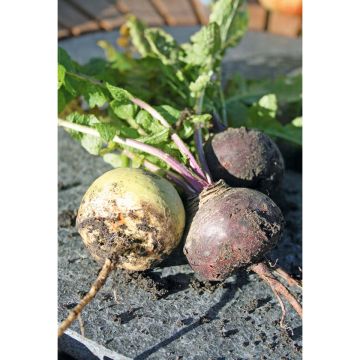 SIEMEN KASKINAURIS ENON KANTA HR3