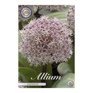 KUKKASIPULI ALLIUM KARATAVIENSE