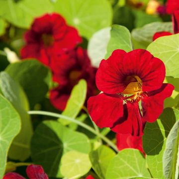 SIEMEN ISOKÖYNNÖSKRASSI SPITFIRE HR2