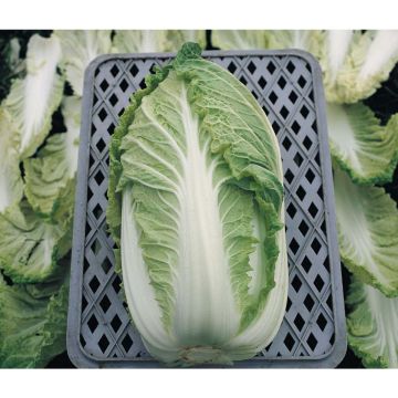 SIEMEN SALAATTIKIINANKAALI KASUMI/GORKI F1 HR4