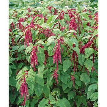 SIEMEN PUNAREVONHÄNTÄ CRIMSON TASSELS HR3