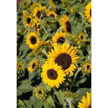 SIEMEN KÄÄPIÖAURINGONKUKKA WAOOH! HR5