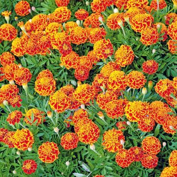 SIEMEN RYHMÄSAMETTIKUKKA HONEYCOMB HR4