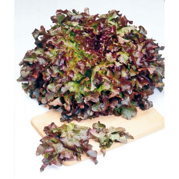 SIEMEN TAMMENLEHTISALAATTI RED SALAD BOWL HR2