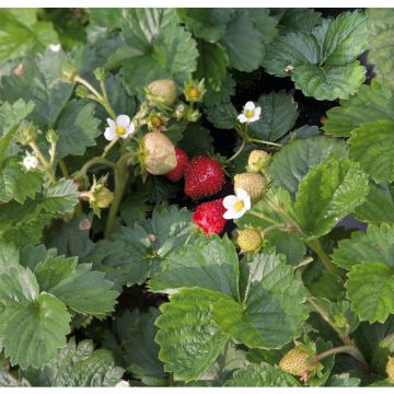 SIEMEN KUUKAUSIMANSIKKA ALEXANDRIA HR3