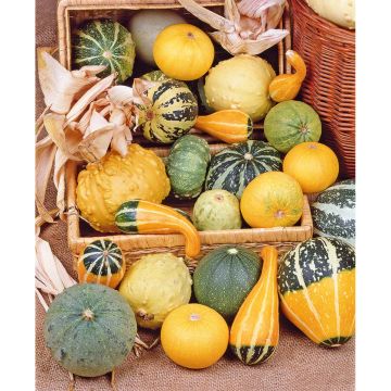 SIEMEN KORISTEKURPITSA SEKOITE HR3