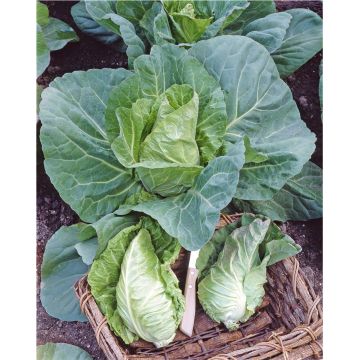 SIEMEN SUIPPOKAALI GREYHOUND HR3