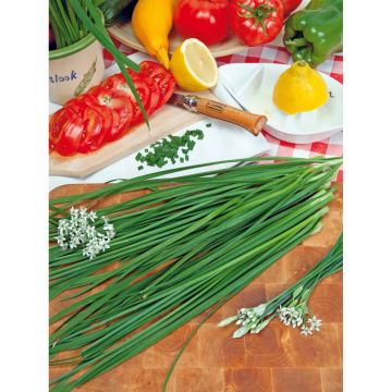 SIEMEN RUOHOSIPULI KIINALAINEN HR3