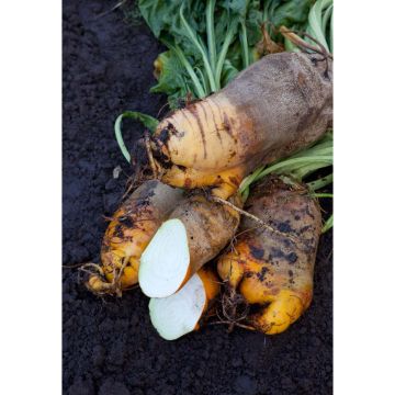 SIEMEN KELTAJUURIKAS YELLOW CYLINDRICAL HR4