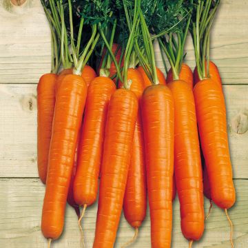 SIEMEN PORKKANA NANTES 6 FANCY HR3