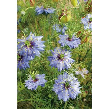 SIEMEN TARHANEITO SININEN HR2