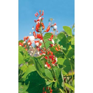 SIEMEN RUUSUPAPU PAINTED LADY HR4