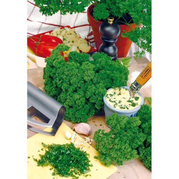 SIEMEN SIEMENNAUHA PERSILJA MOSS CURLED HR5