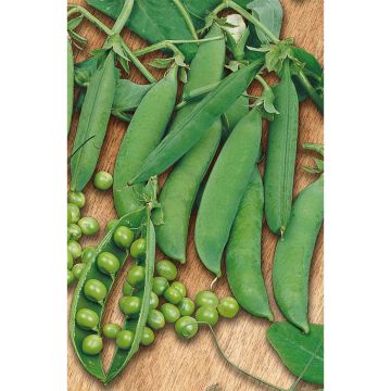 SIEMEN SILPOYDINHERNE KELVEDON WONDER HR3