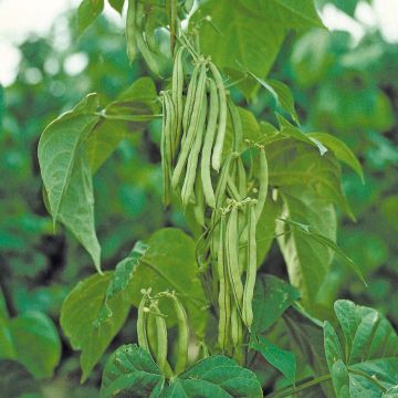 SIEMEN SALKOPAPU BLUE LAKE HR4