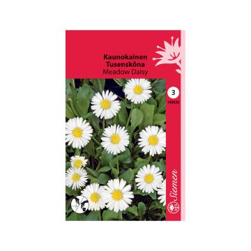 SIEMEN KAUNOKAINEN MEADOW DAISY HR3