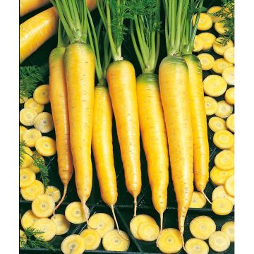 SIEMEN PORKKANA YELLOWSTONE HR6