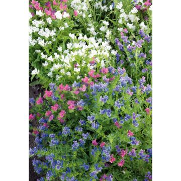 SIEMEN PIIANKIELI LITTLE BELLS MIX HR3