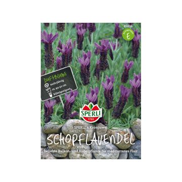 SPERLI TUPSULAVENTELI KRONJUWEL ANN