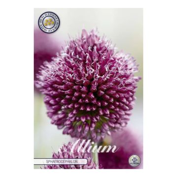 KUKKASIPULI ALLIUM PALLEROLAUKKA SPAEROCEPHALON