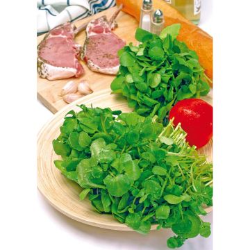 SIEMEN VESIKRASSI AQUA HR5