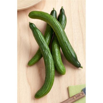 SIEMEN KASVIHUONEKURKKU KIINALAINEN KÄÄRME HR4 SIEMEN KASVIHUONEKURKKU KIINALAINEN KÄÄRME HR4