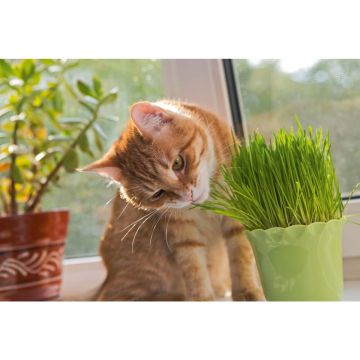 SIEMEN KISSANRUOHO KAURAA HR4