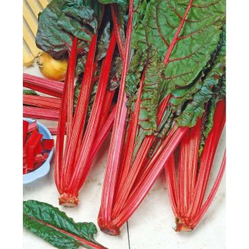 SIEMEN MANGOLDI RHUBARB CHARD HR3