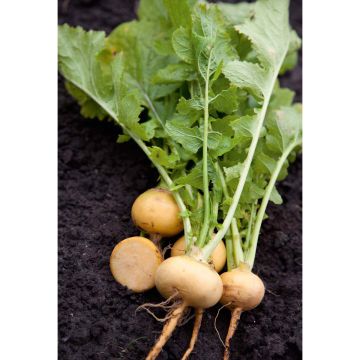 SIEMEN NAURIS PETROWSKI HR3