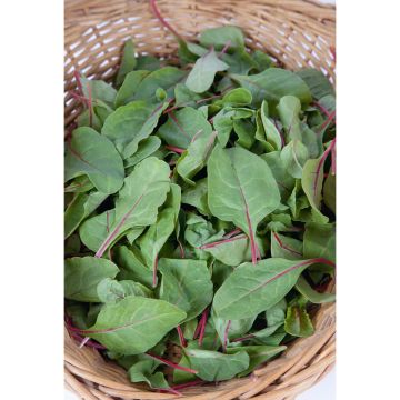 SIEMEN PINAATTI RED KITTEN F1 HR5