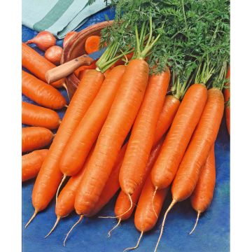 SIEMEN PORKKANA BERLICUM 2 HR2