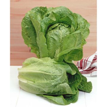 SIEMEN SIDESALAATTI PARRIS ISLAND COS HR2