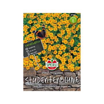 SPERLI KÄÄPIÖSAMETTIKUKKA ORANGEMEER ANN