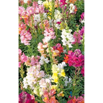 SIEMEN RYHMÄLEIJONANKITA SEKOITE HR3